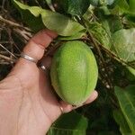 Passiflora laurifolia Fruit