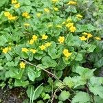 Caltha palustrisÇiçek