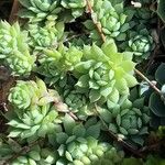 Graptopetalum macdougallii Leaf