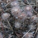 Trifolium cherleri Fruit