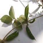 Macrotyloma axillare Frukto
