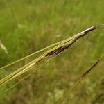 Nassella neesiana 其他