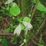Passiflora oerstedii অভ্যাস