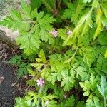 Geranium robertianum Feuille