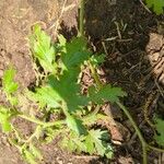 Phacelia congesta Blatt