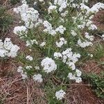 Heliotropium longiflorum आदत