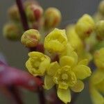 Berberis vulgaris 花