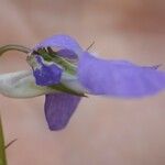 Viola × bavarica Blomst