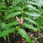 Dianthera candicans Flower