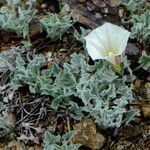 Calystegia collina Alkat (teljes növény)