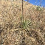 Yucca arkansana Habit