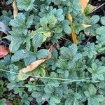 Potentilla thuringiaca Leaf