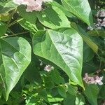Catalpa bungei Hostoa