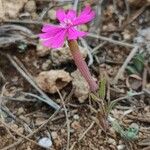 Silene stockenii Foglia