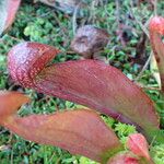 Sarracenia psittacina Yeri