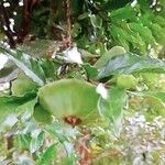 Campomanesia phaea Fruit
