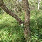 Jacaranda cuspidifolia Corteza