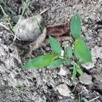 Microstegium vimineum Leaf