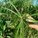 Cyperus alternifolius 葉