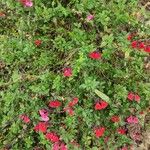 Salvia microphylla Агульны выгляд