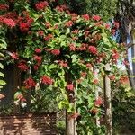 Clerodendrum splendens Staniste