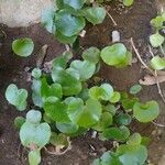 Adiantum reniforme Habitat