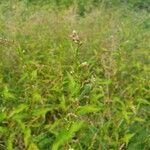 Persicaria hydropiper Leaf