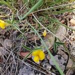 Argyrolobium zanonii Flower