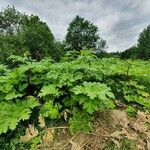 Heracleum sosnowskyi पत्ता