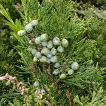 Juniperus sabina Λουλούδι