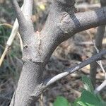 Grewia monticola 樹皮