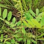 Tephrosia vogelii Leaf