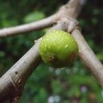 Ficus lateriflora Fruct