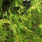 Thuja koraiensis फूल