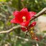 Brachychiton bidwillii Flower