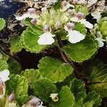 Teucrium pyrenaicum Blomma