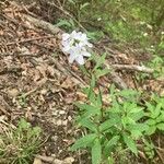 Cardamine bulbiferaКветка