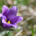 Pulsatilla grandis Flor