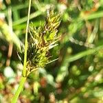 Carex leporina പുഷ്പം