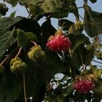 Dombeya wallichiiFlower