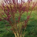 Cercis chinensis Habitus