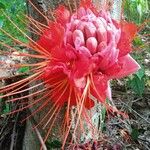 Brownea rosa-de-monte Flower