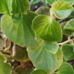 Begonia hirtella Blad