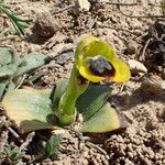 Ophrys lutea Flor