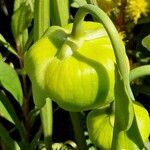 Sarracenia flava Flor
