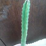 Stapelia grandiflora Leaf