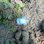 Nemophila menziesiiÕis