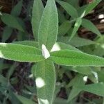 Salvia officinalis 葉