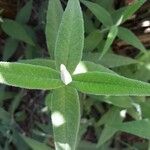 Salvia officinalisЛист