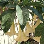 Brugmansia versicolor পাতা